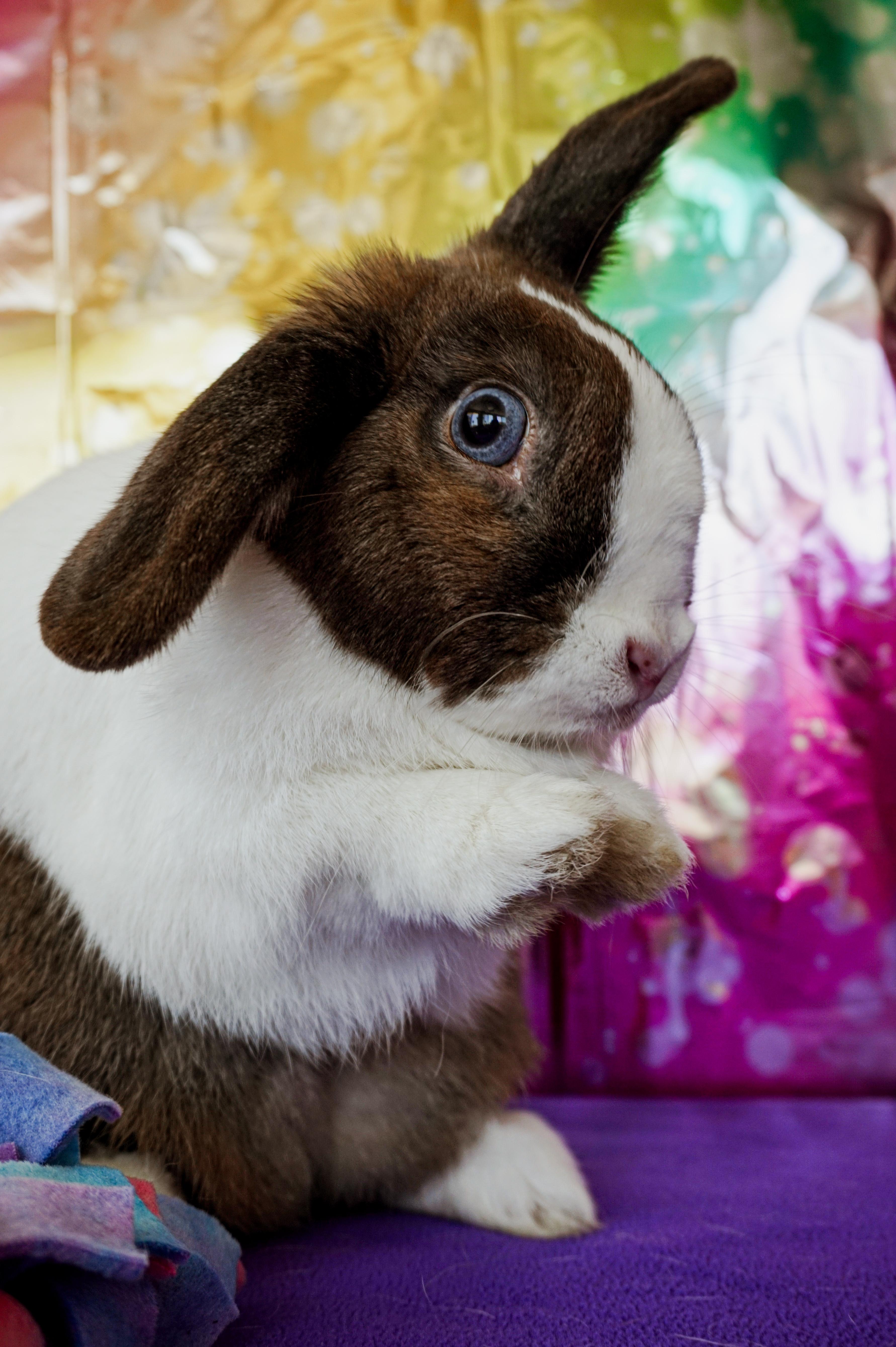 Enlarge Katniss, a ADOPTABLE mixed breed in Long Beach, CA image 3/5