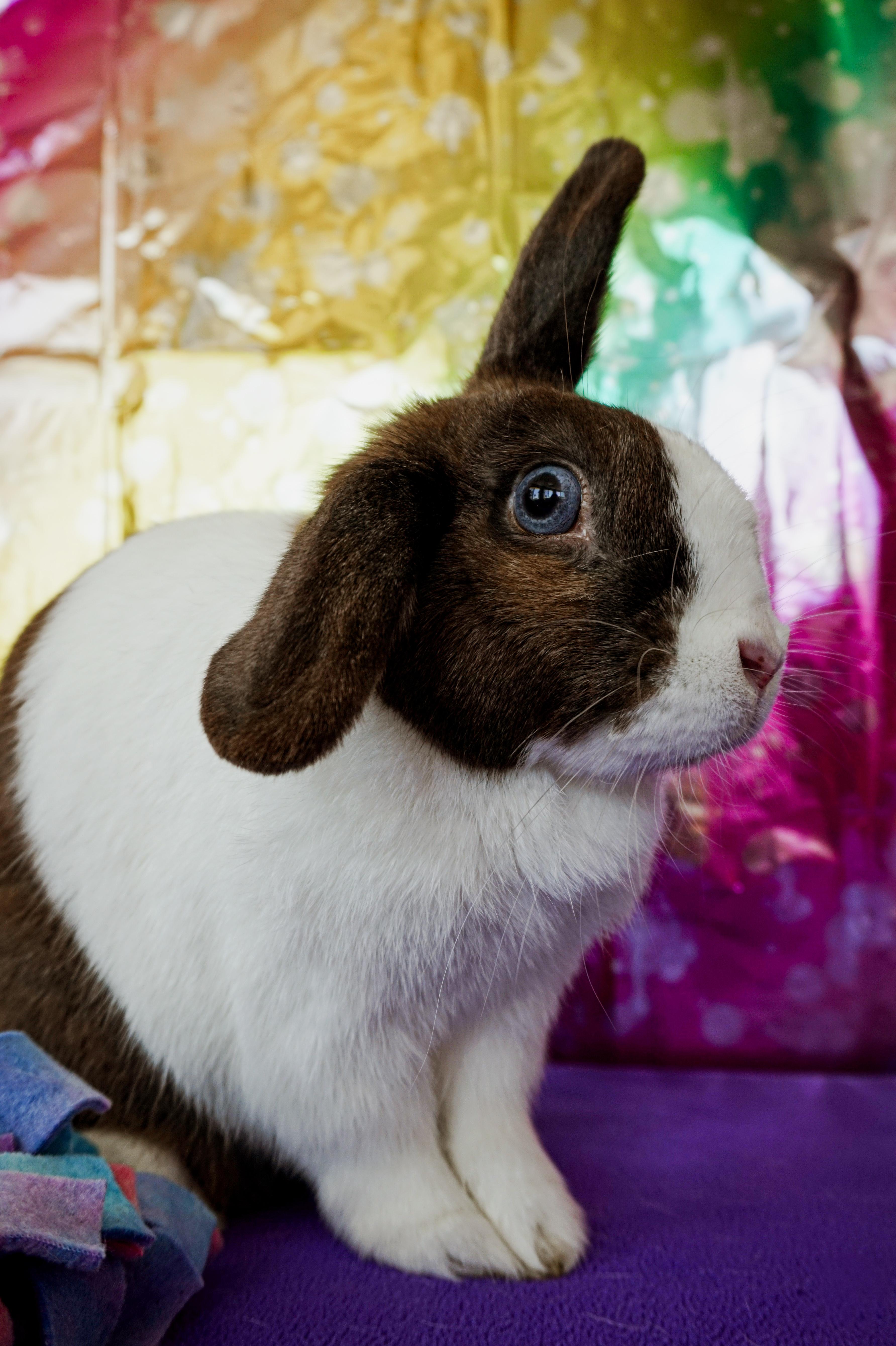 Enlarge Katniss, a ADOPTABLE mixed breed in Long Beach, CA image 5/5