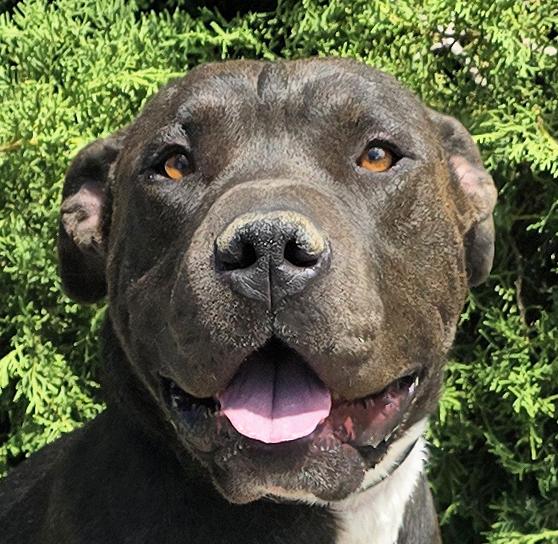 Bodacious Boba Fett Sensational Shar Bully, Adoptable, Young Male Shar-Pei & American Bully.