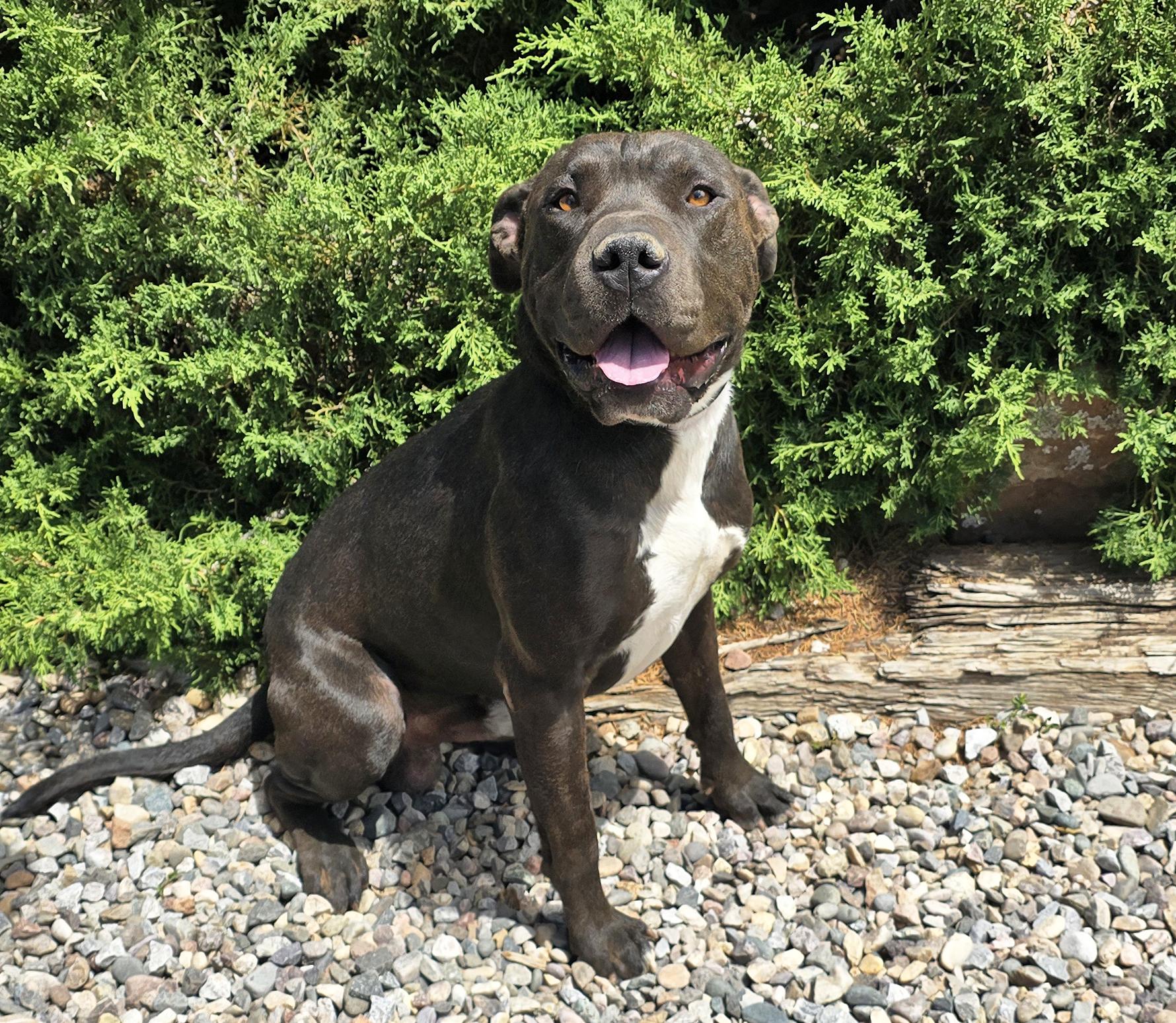 Enlarge Bodacious Boba Fett Sensational Shar Bully, a Adoptable mixed breed in Albuquerque, NM image 2/2