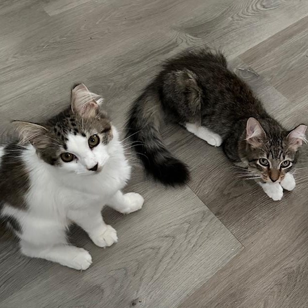 Biscuit & Butterbean, an adopted mixed breed in Hyattsville, MD image 2/5