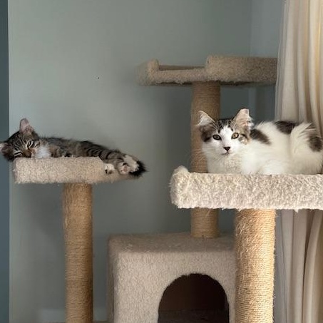 Biscuit & Butterbean, an adopted mixed breed in Hyattsville, MD image 3/5