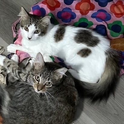 Biscuit & Butterbean, adopted, Kitten Male Domestic Medium Hair & Tabby.