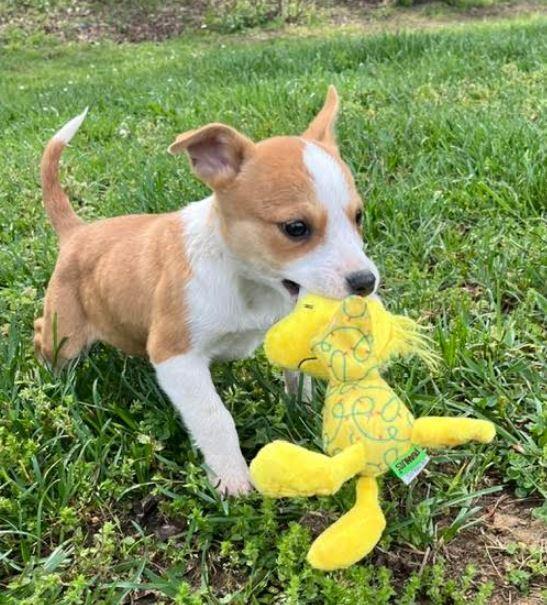 Enlarge Dot, a Adoptable mixed breed in Mocksville, NC image 1/4
