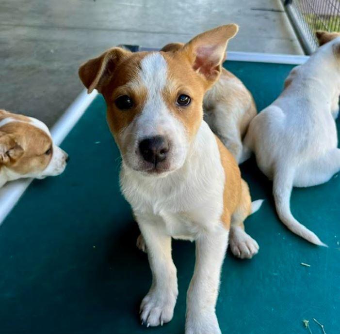Enlarge Dot, a Adoptable mixed breed in Mocksville, NC image 2/4