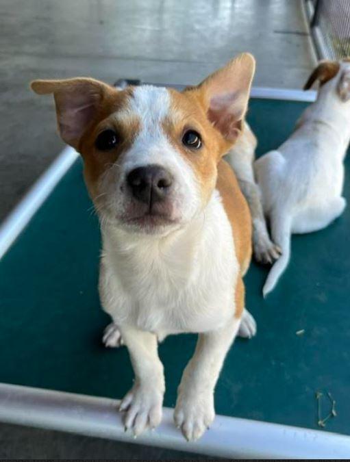 Enlarge Dot, a Adoptable mixed breed in Mocksville, NC image 3/4