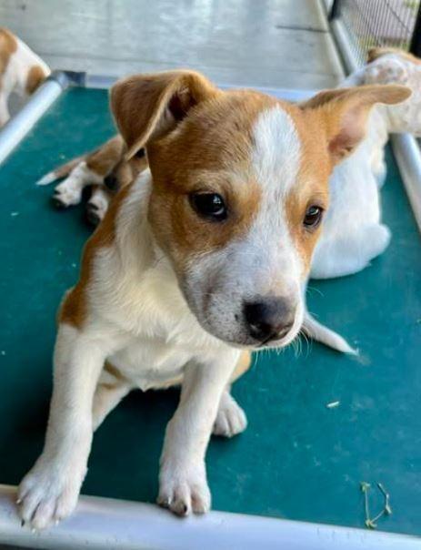 Enlarge Dot, a Adoptable mixed breed in Mocksville, NC image 4/4