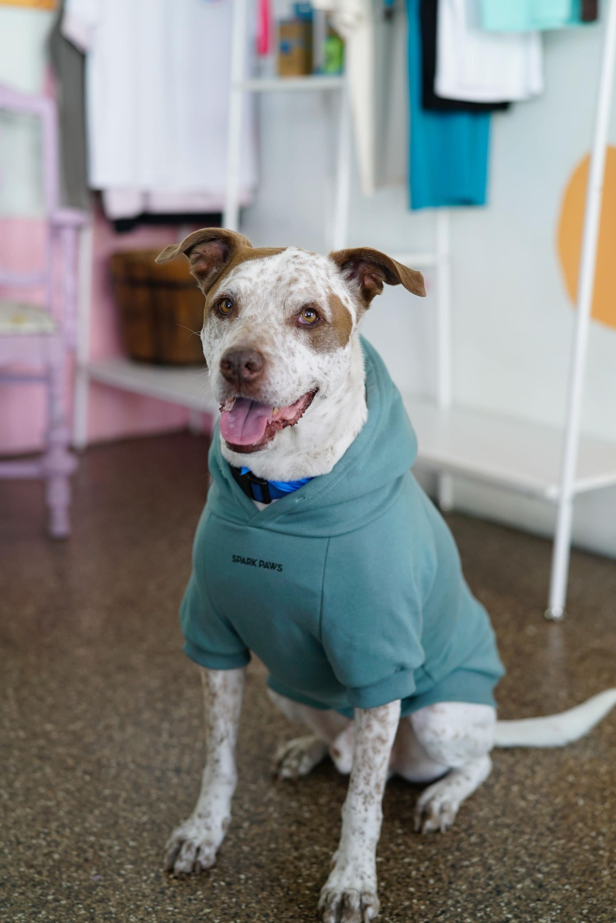 Sebastian, ADOPTABLE, Senior Male Brittany Spaniel & American Staffordshire Terrier.