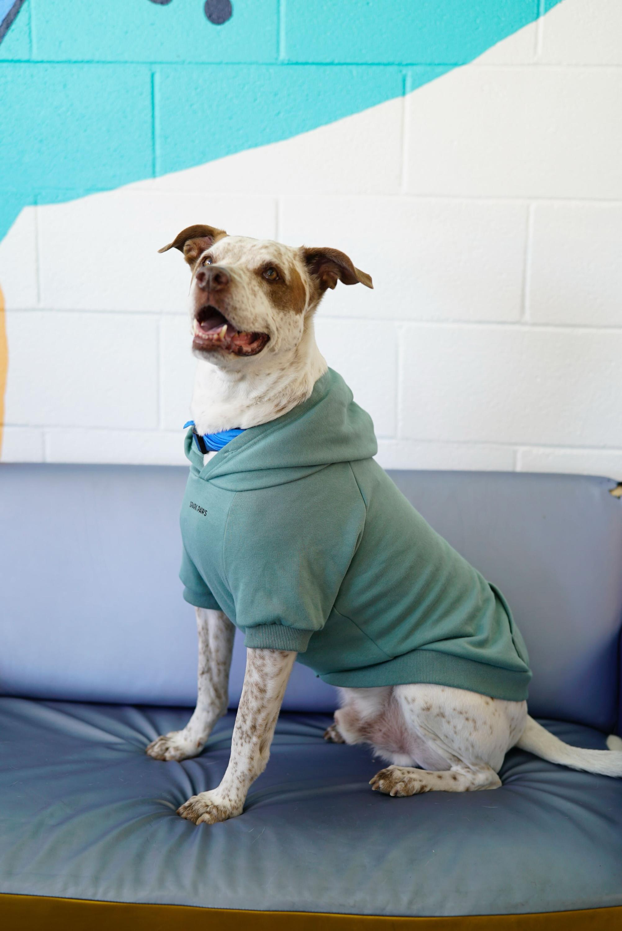 Enlarge Sebastian, a ADOPTABLE mixed breed in Pasadena, CA image 3/6