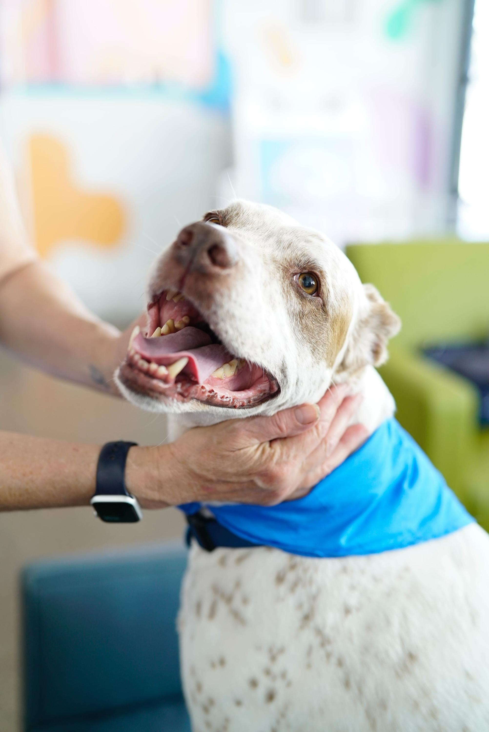 Enlarge Sebastian, a ADOPTABLE mixed breed in Pasadena, CA image 5/6