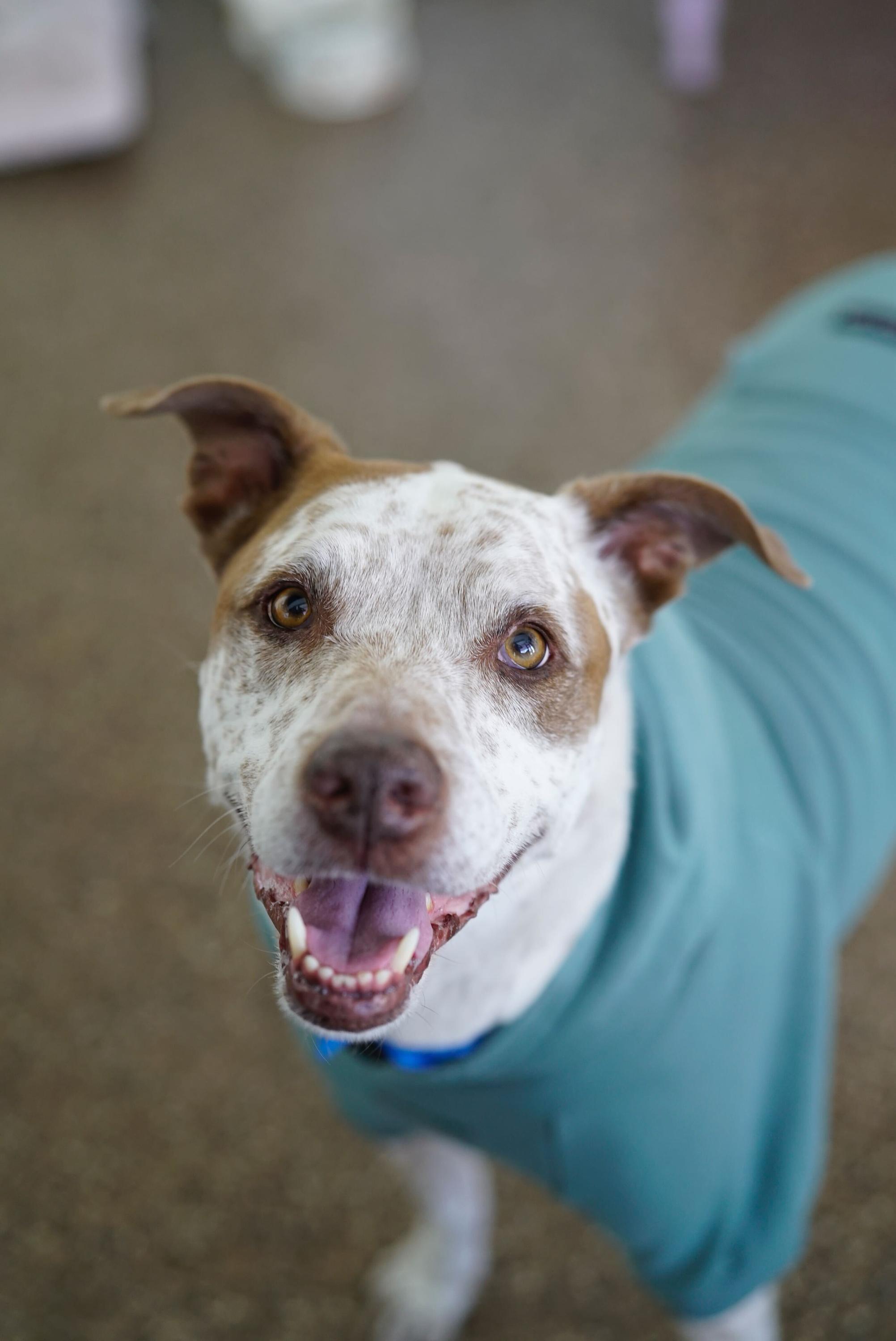 Enlarge Sebastian, a ADOPTABLE mixed breed in Pasadena, CA image 4/6
