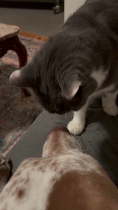 Enlarge Sebastian, a ADOPTABLE mixed breed in Pasadena, CA video 6/6