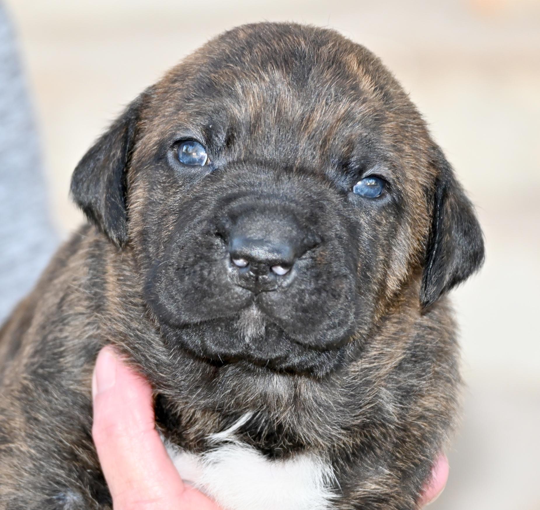 Toto, an adopted mixed breed in Georgetown, TX image 1/4