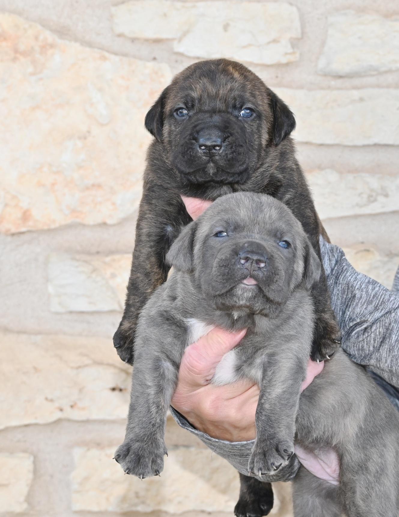 Toto, adopted, Puppy Male Mastiff & Labrador Retriever.