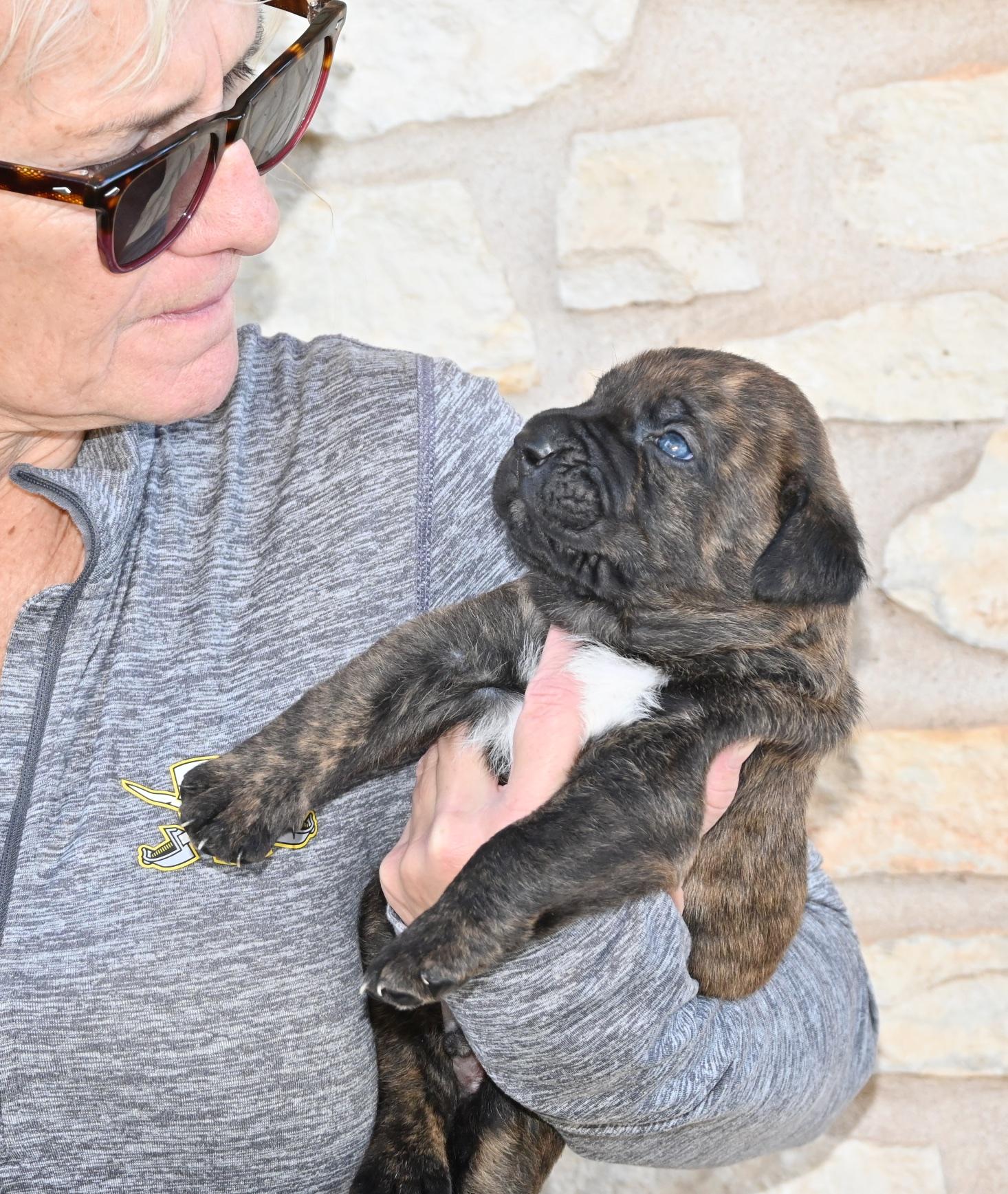 Toto, an adopted mixed breed in Georgetown, TX image 3/4