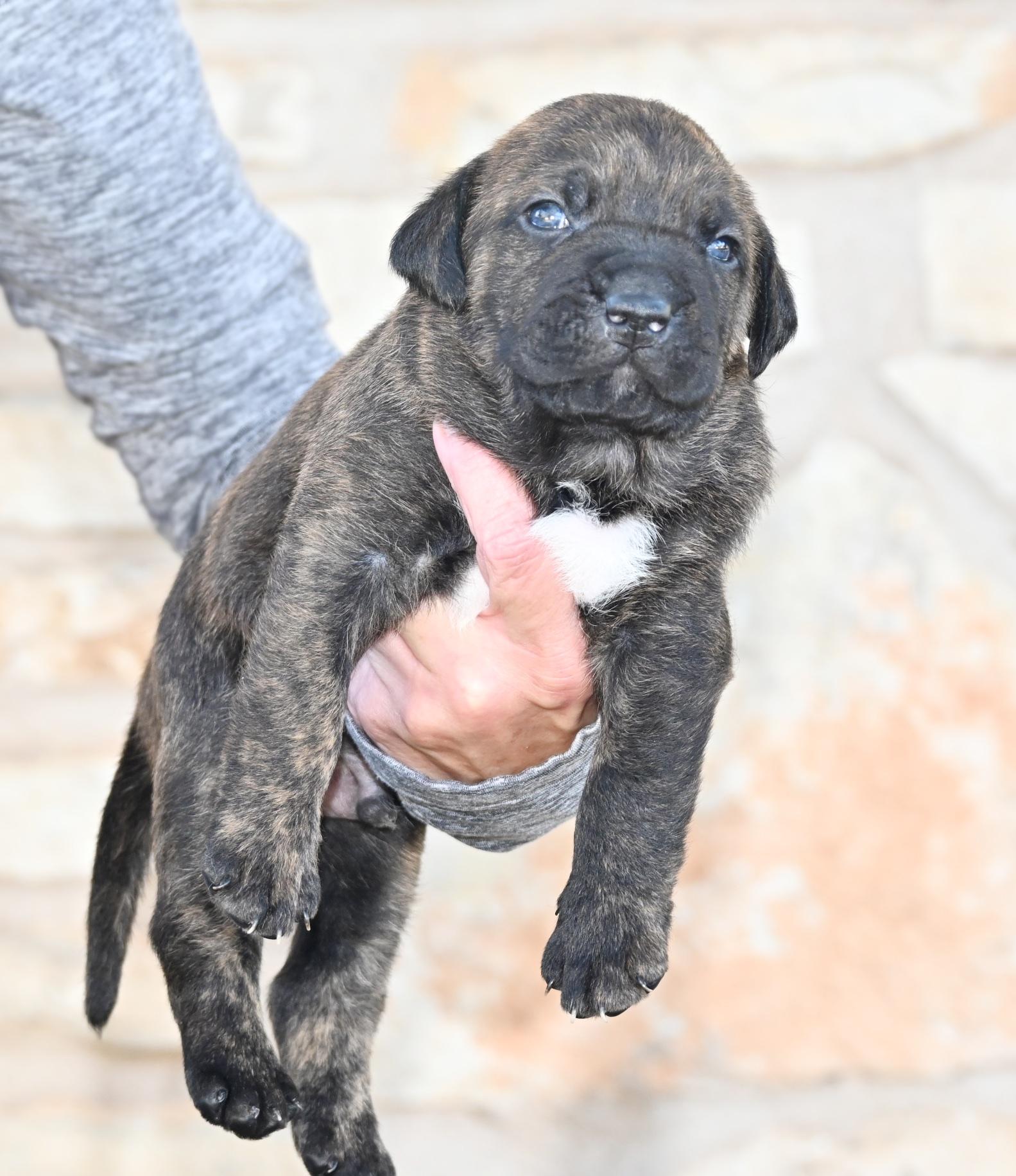 Toto, an adopted mixed breed in Georgetown, TX image 4/4