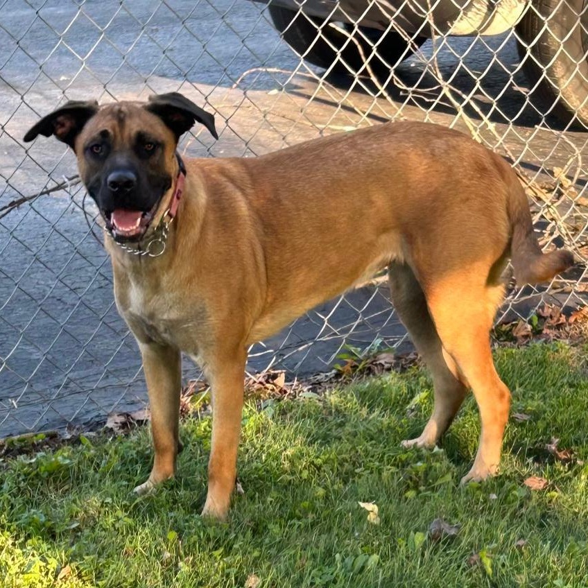 Enlarge SASSY, a Adoptable mixed breed in Terrace Park, OH image 2/3