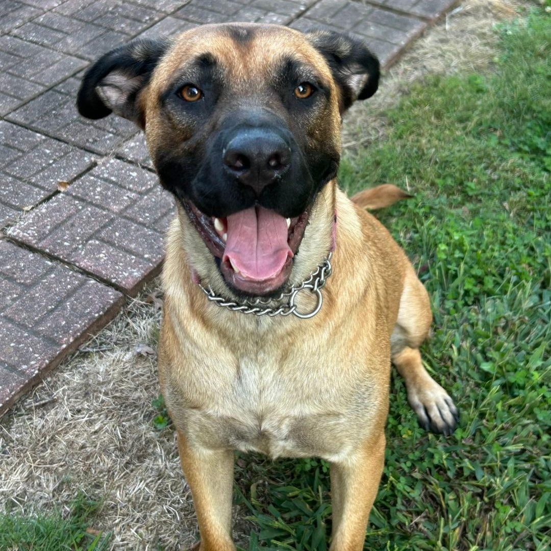 Enlarge SASSY, a Adoptable mixed breed in Terrace Park, OH image 3/3