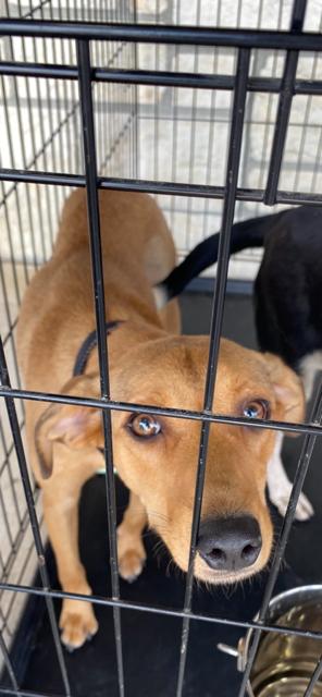Enlarge Sandy, a Adoptable mixed breed in Livingston, TX image 1/1