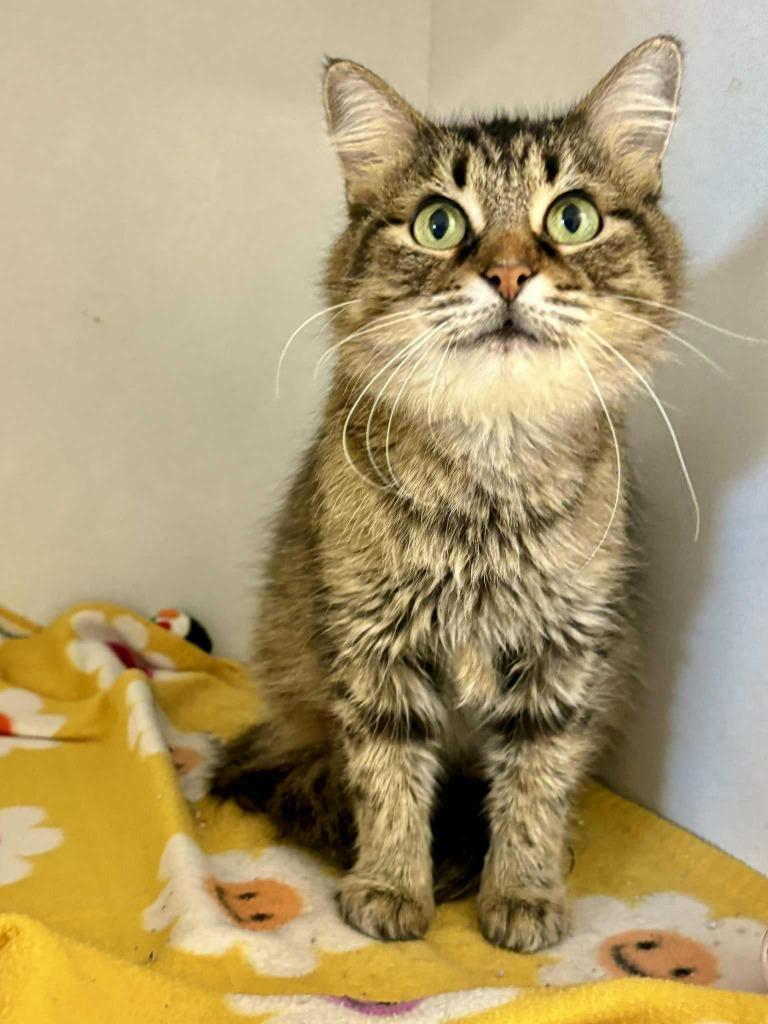 Coffee Bean, Adoptable, Adult Female Domestic Medium Hair.