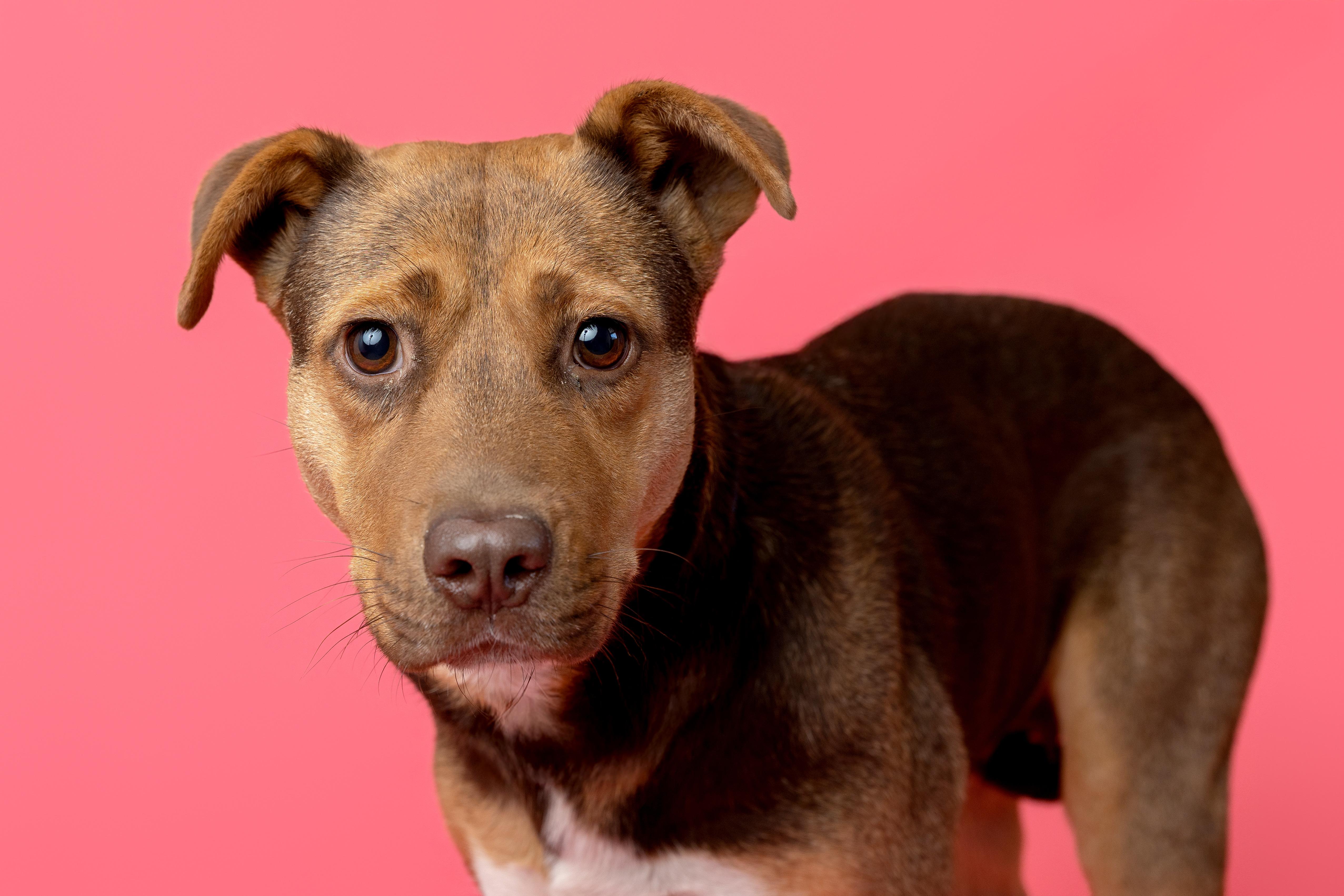 Enlarge Charm, a Adoptable mixed breed in Pawleys Island, SC image 4/6
