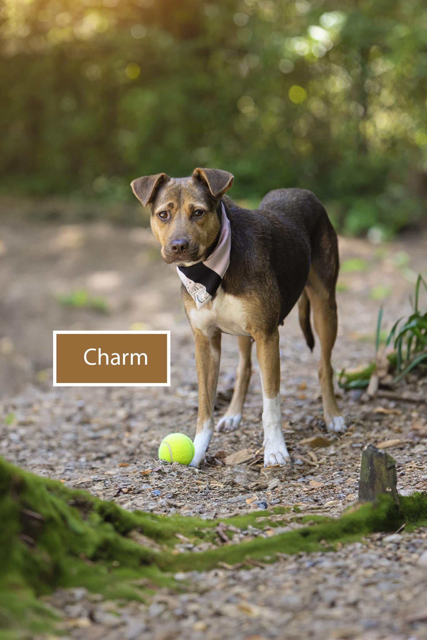 Enlarge Charm, a Adoptable mixed breed in Pawleys Island, SC image 2/6