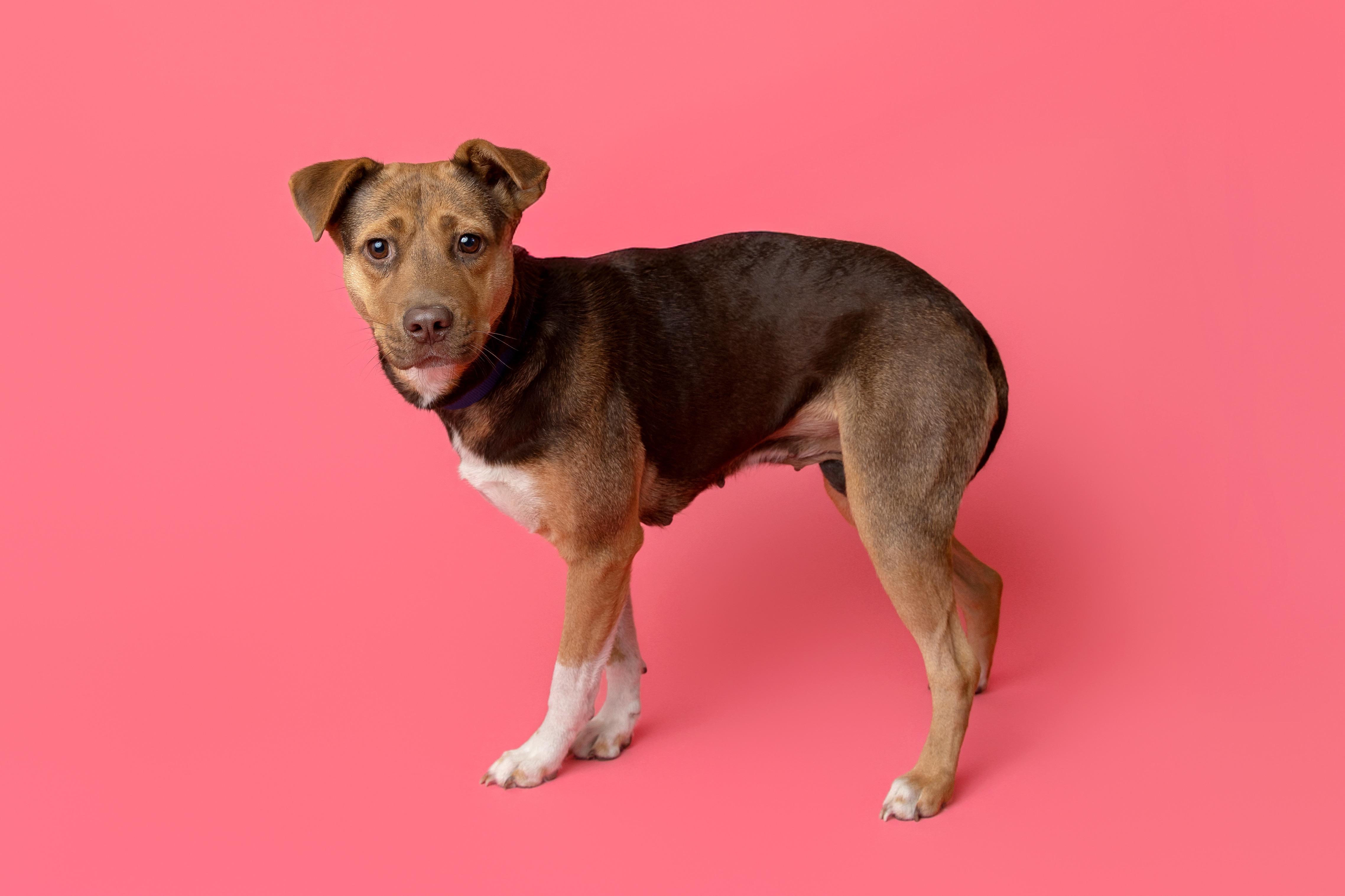 Enlarge Charm, a Adoptable mixed breed in Pawleys Island, SC image 5/6