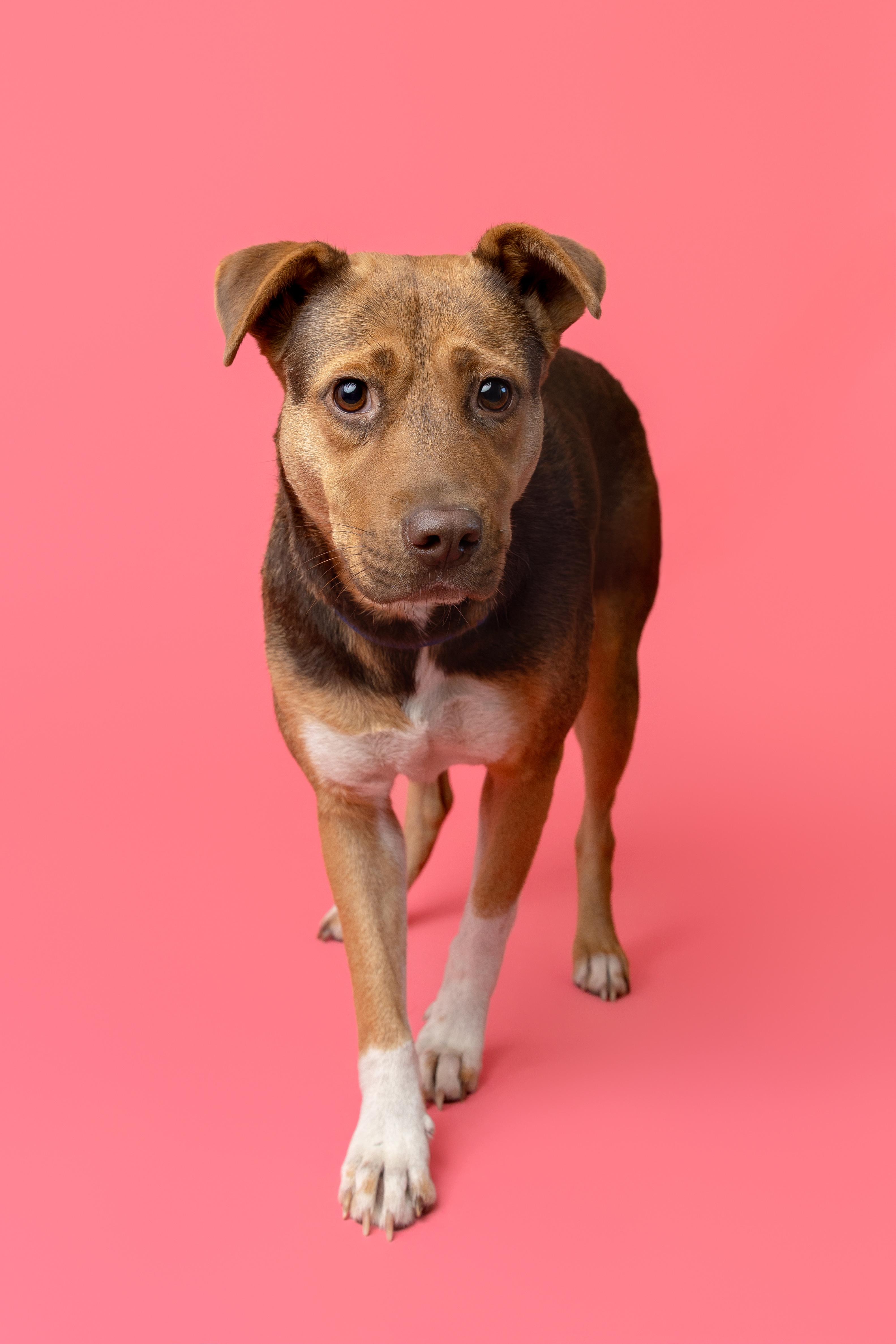 Enlarge Charm, a Adoptable mixed breed in Pawleys Island, SC image 3/6