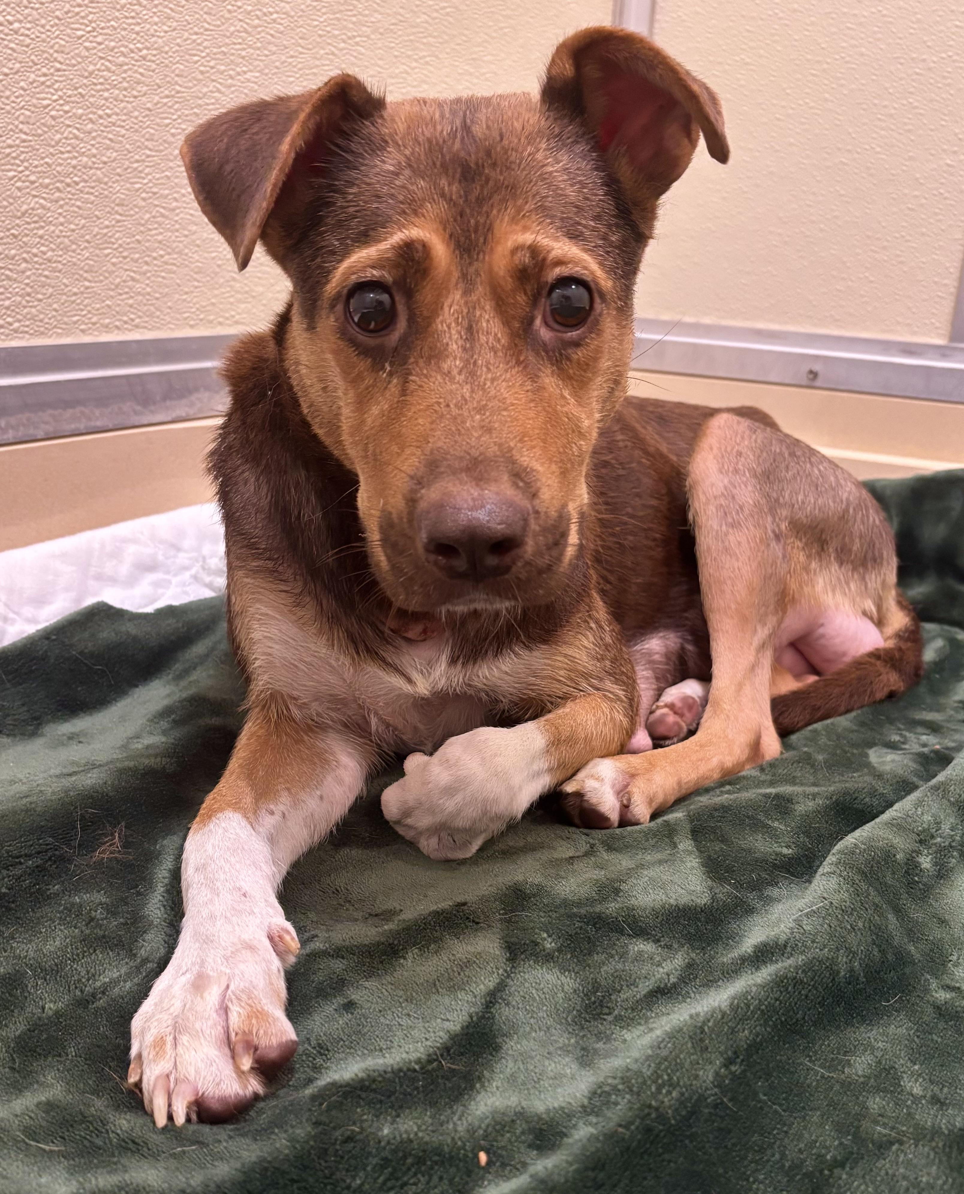 Enlarge Charm, a Adoptable mixed breed in Pawleys Island, SC image 6/6