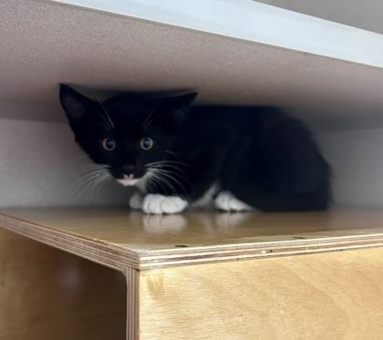 Butterscotch, Adopted, Kitten Male Domestic Short Hair & Domestic Short Hair.