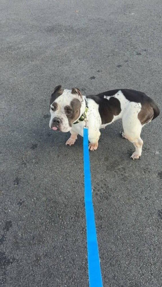 Mona, Adoptable, Young Female Pit Bull Terrier.