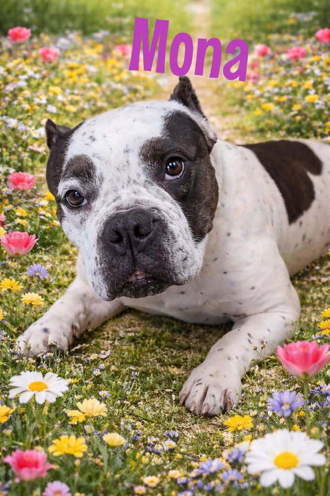 Mona, a Adoptable Pit Bull Terrier in Caldwell, NJ image 2/3