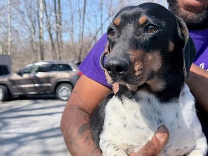 Oreo - Doxie — thumbnail 2