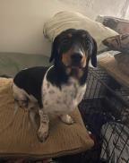 Oreo - Doxie — thumbnail 3