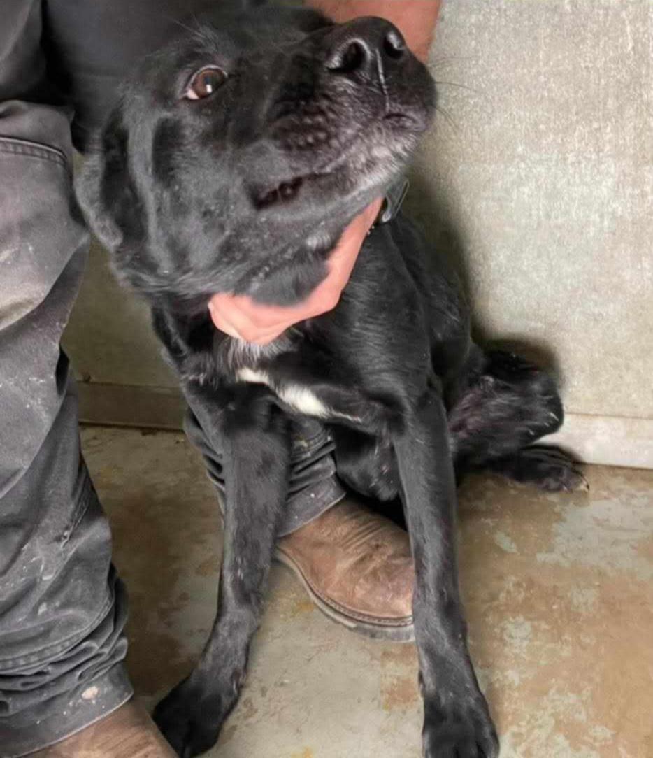 lol-Lucky, an adoptable Australian Cattle Dog / Blue Heeler, Black Labrador Retriever in Billings, MT, 59101 | Photo Image 2