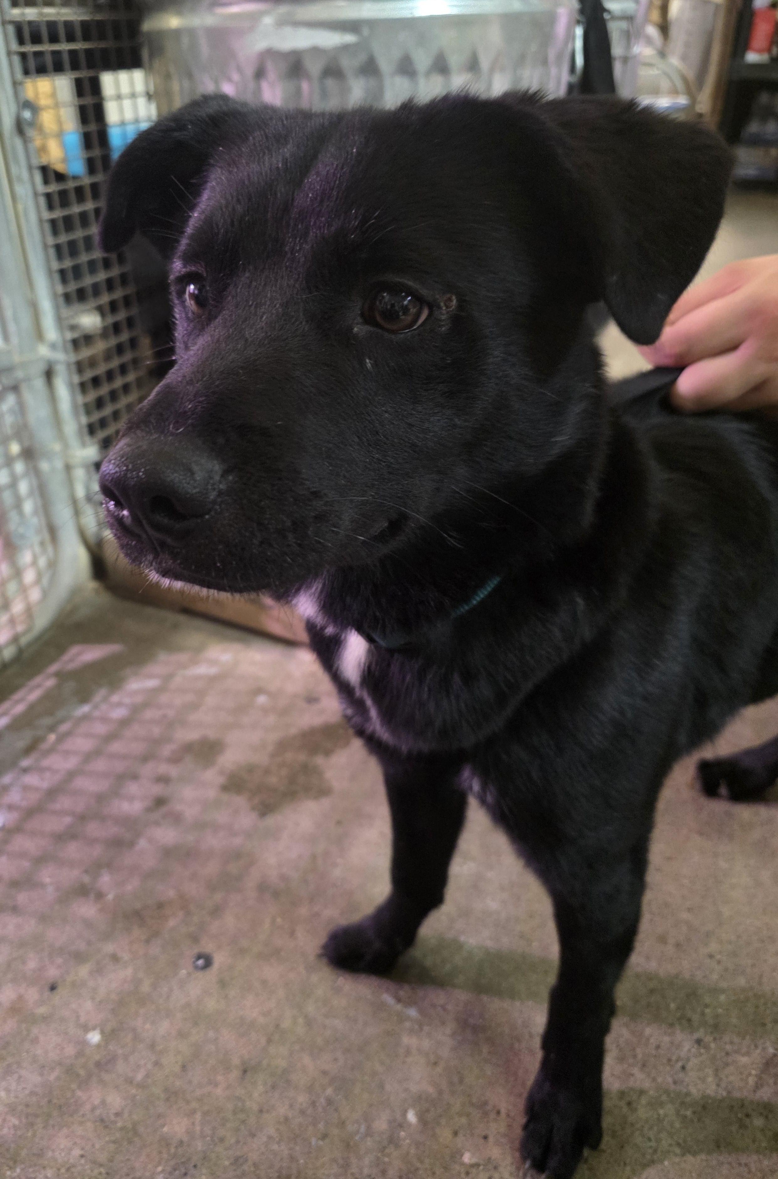 lol-Lucky, Young Male Australian Cattle Dog / Blue Heeler