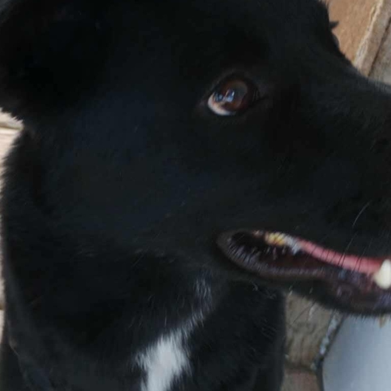 lol-Lucky, an adoptable Australian Cattle Dog / Blue Heeler, Black Labrador Retriever in Billings, MT, 59101 | Photo Image 3