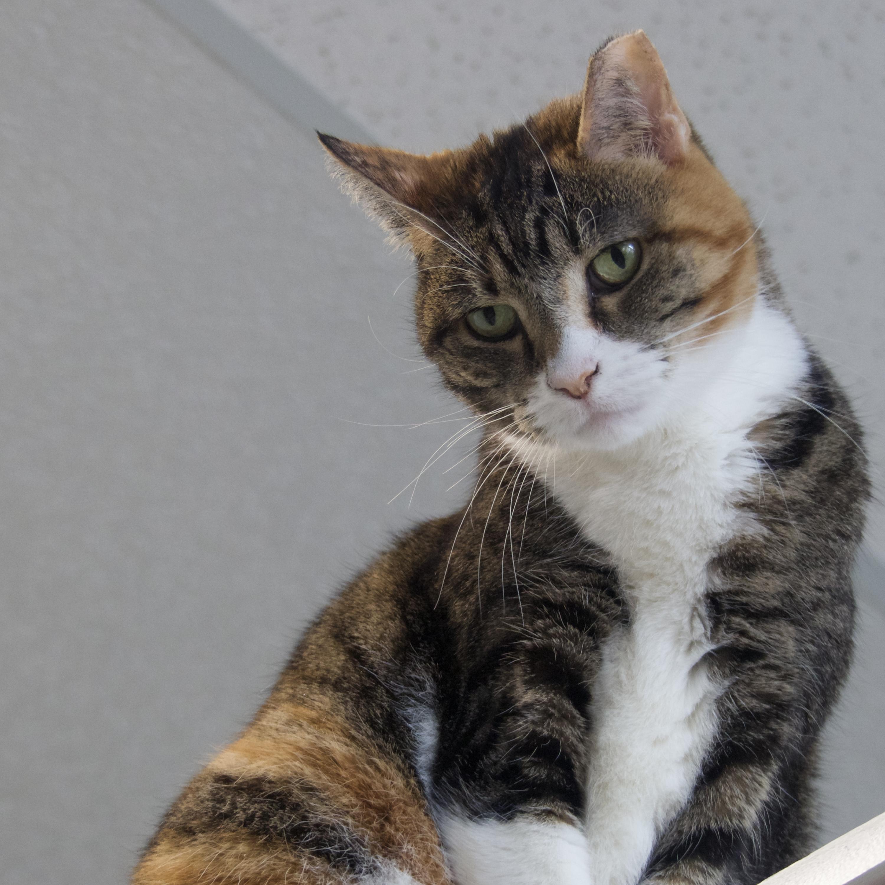 Viktoria, Senior Female Calico