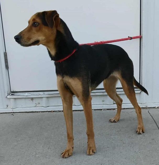 Enlarge Tess, a Adoptable mixed breed in Creston, IA image 3/3