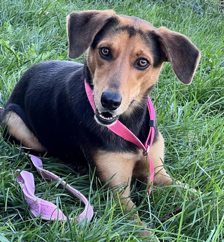 Enlarge Tess, a Adoptable mixed breed in Creston, IA image 1/3