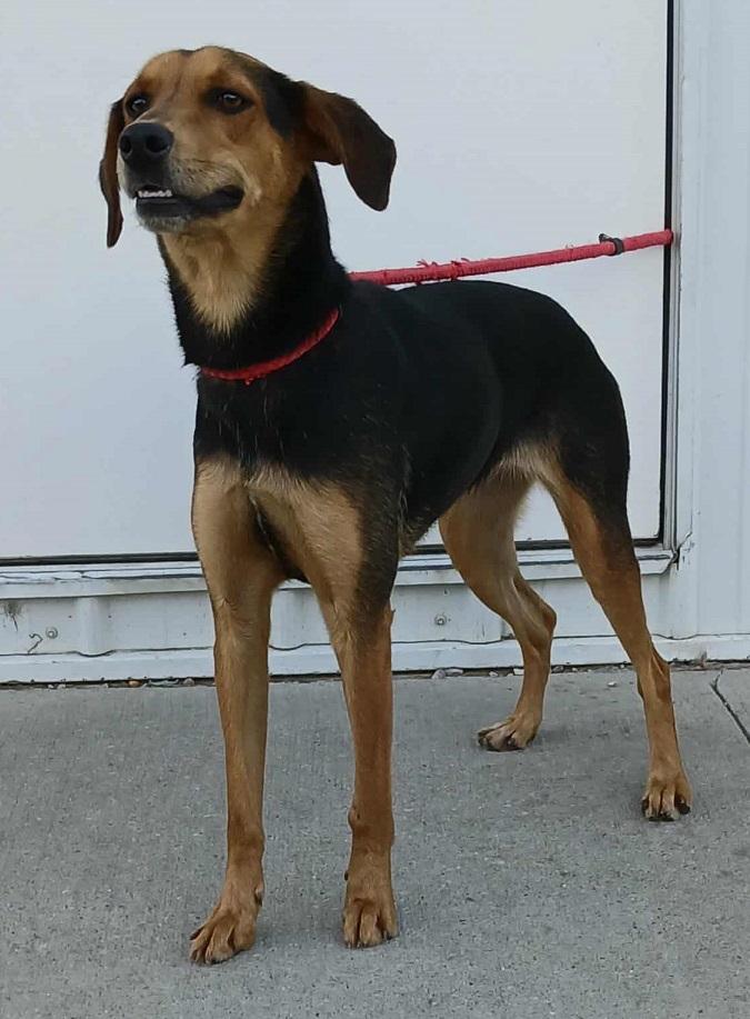 Enlarge Tess, a Adoptable mixed breed in Creston, IA image 2/3