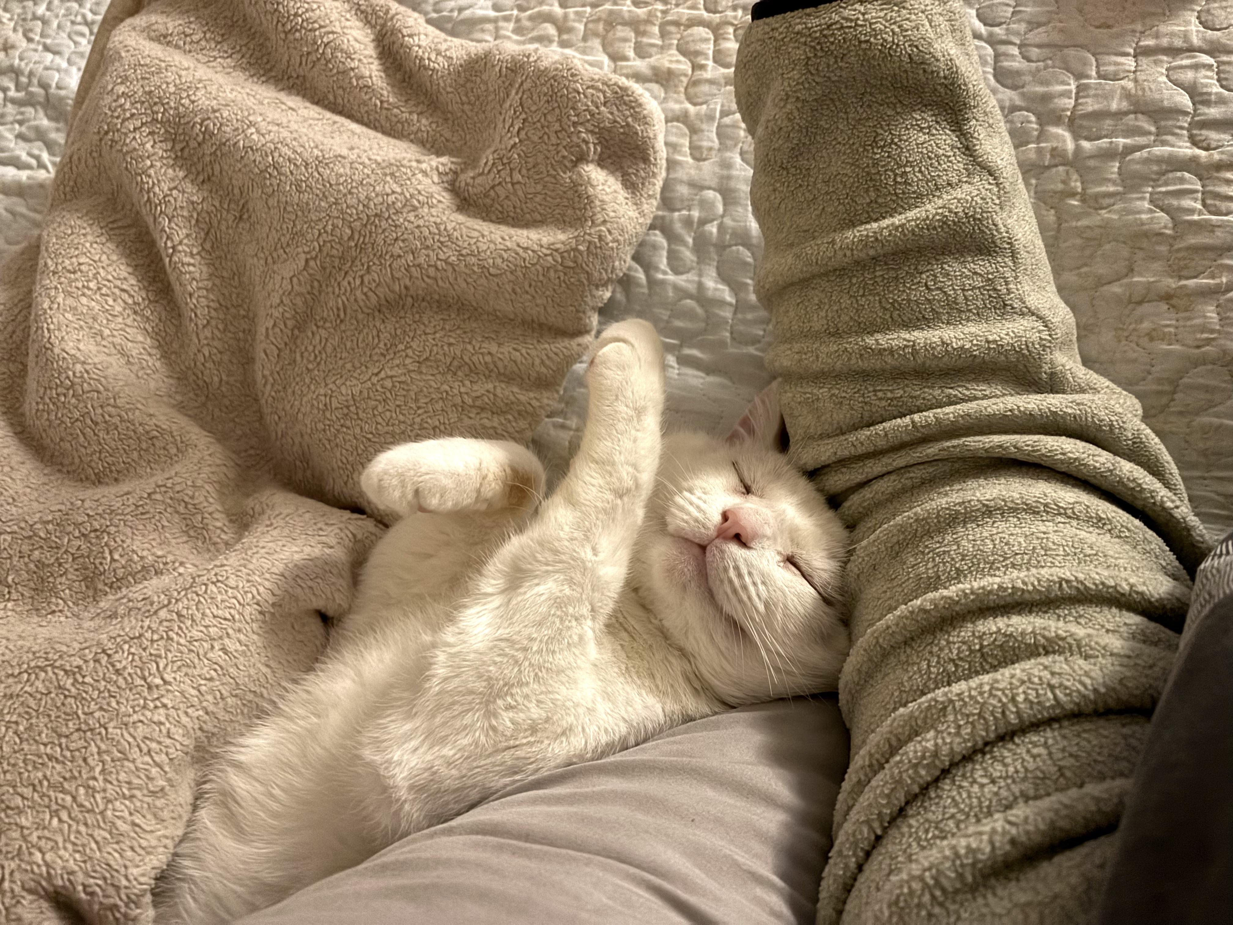 Enlarge Stuffing, a ADOPTABLE Domestic Short Hair in Flushing, NY image 3/6