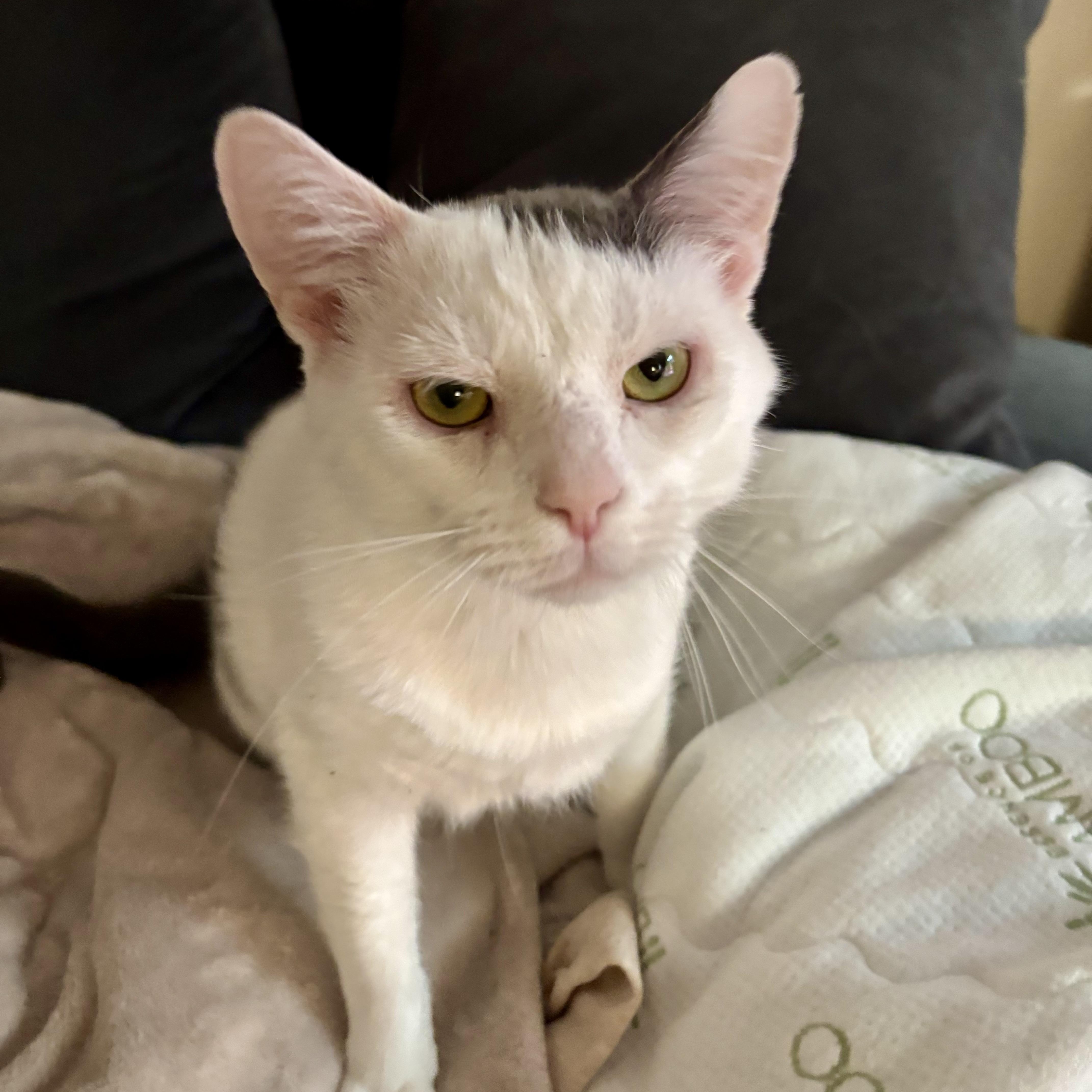 Stuffing, ADOPTABLE, Young Male Domestic Short Hair.