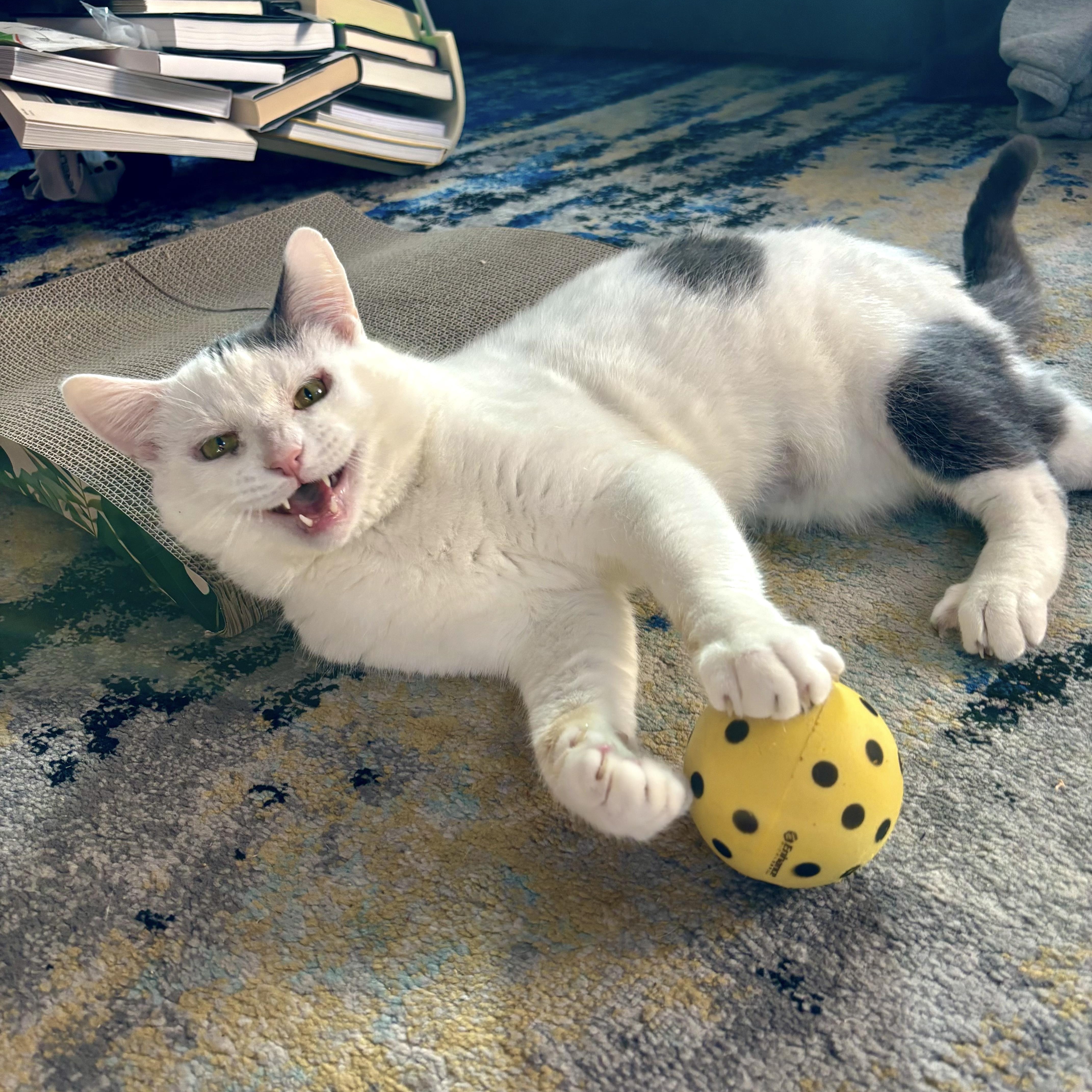 Enlarge Stuffing, a ADOPTABLE Domestic Short Hair in Flushing, NY image 4/6