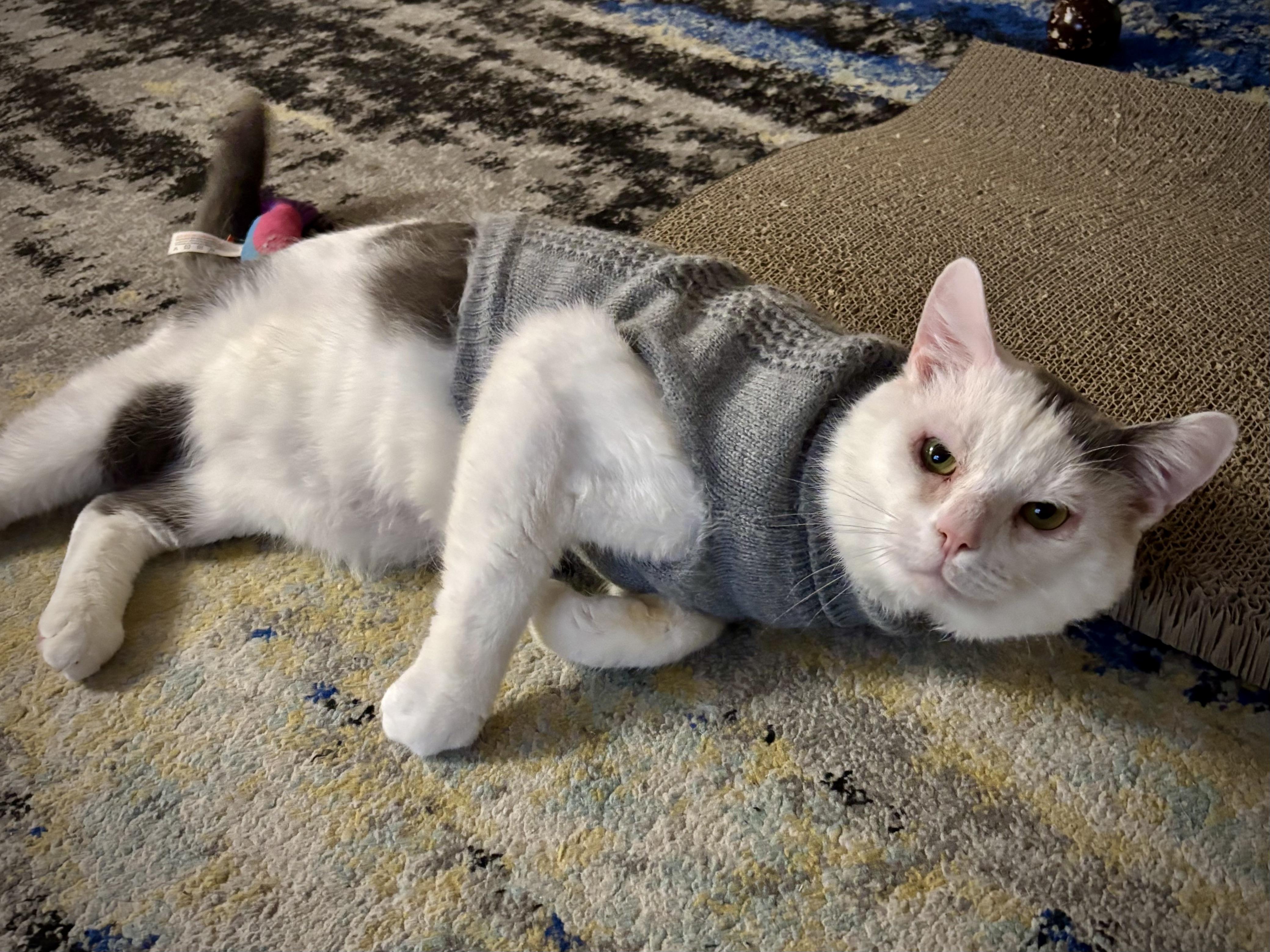 Enlarge Stuffing, a ADOPTABLE Domestic Short Hair in Flushing, NY image 1/6