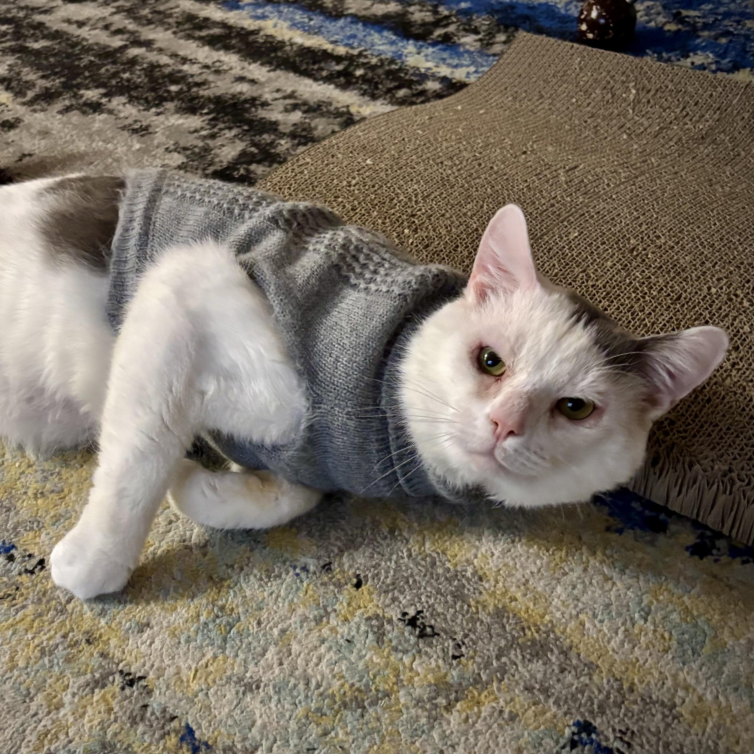 Enlarge Stuffing, a ADOPTABLE Domestic Short Hair in Flushing, NY image 2/6