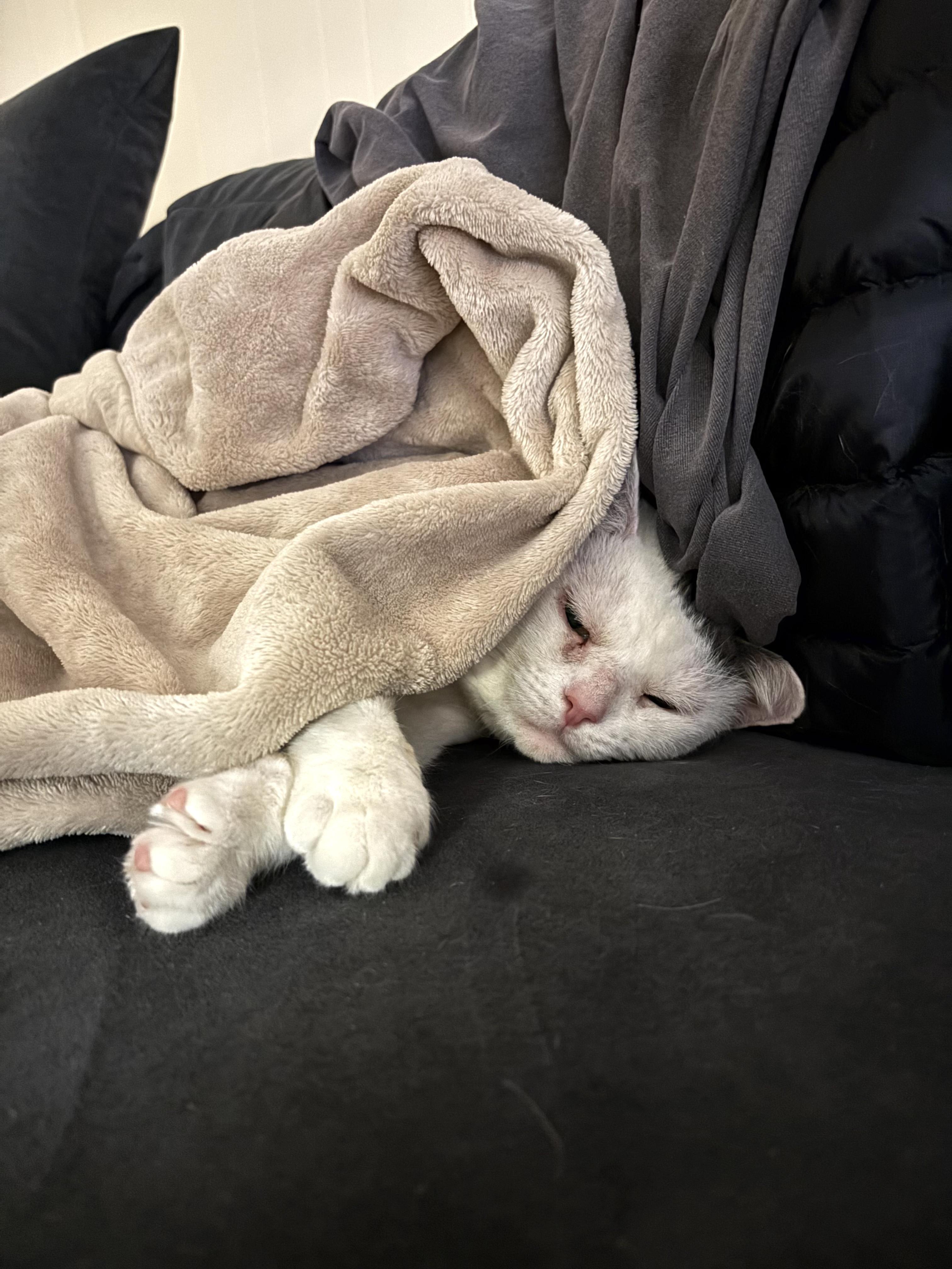 Enlarge Stuffing, a ADOPTABLE Domestic Short Hair in Flushing, NY image 2/6