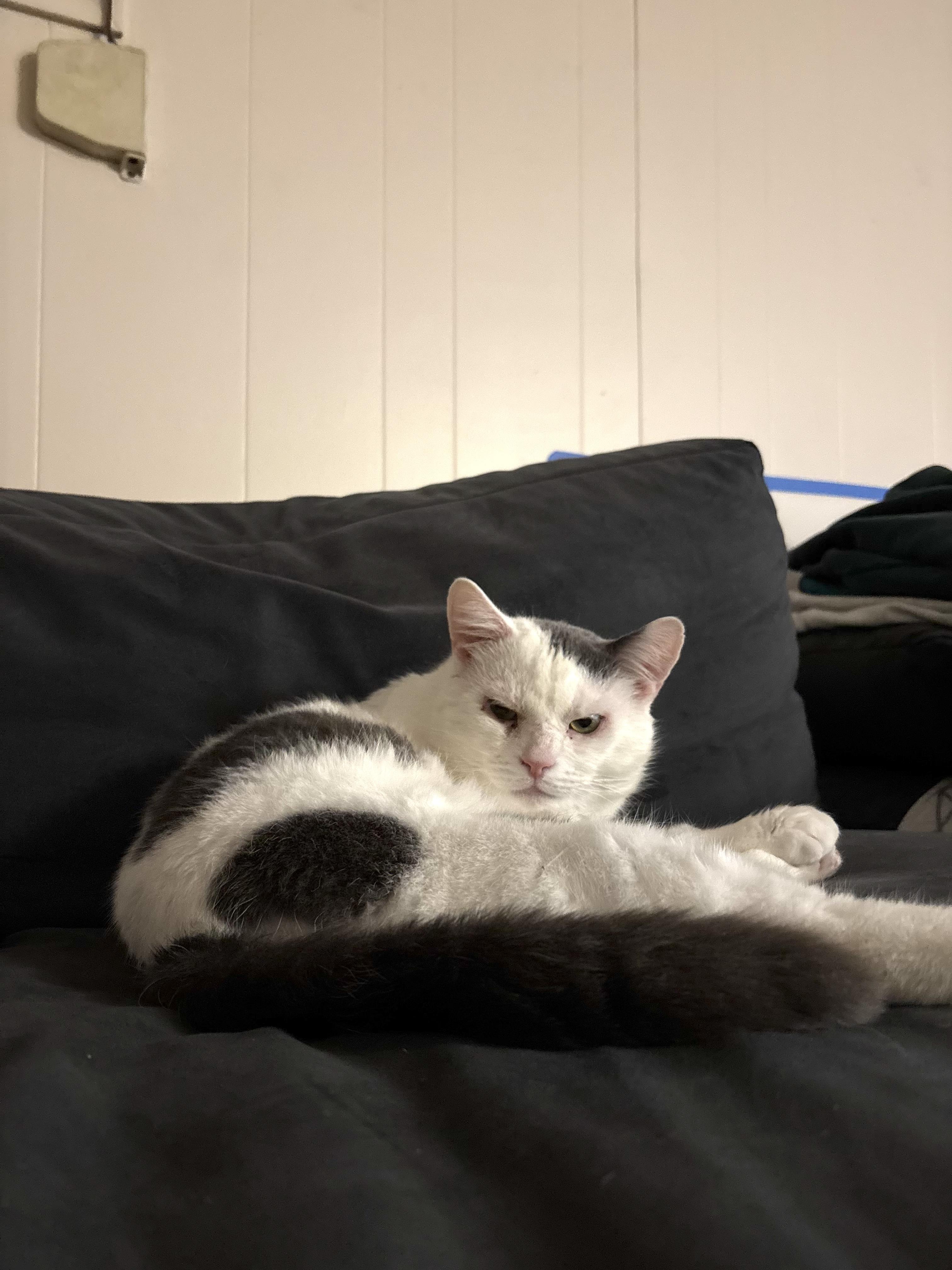 Stuffing, ADOPTABLE, Young Male Domestic Short Hair.