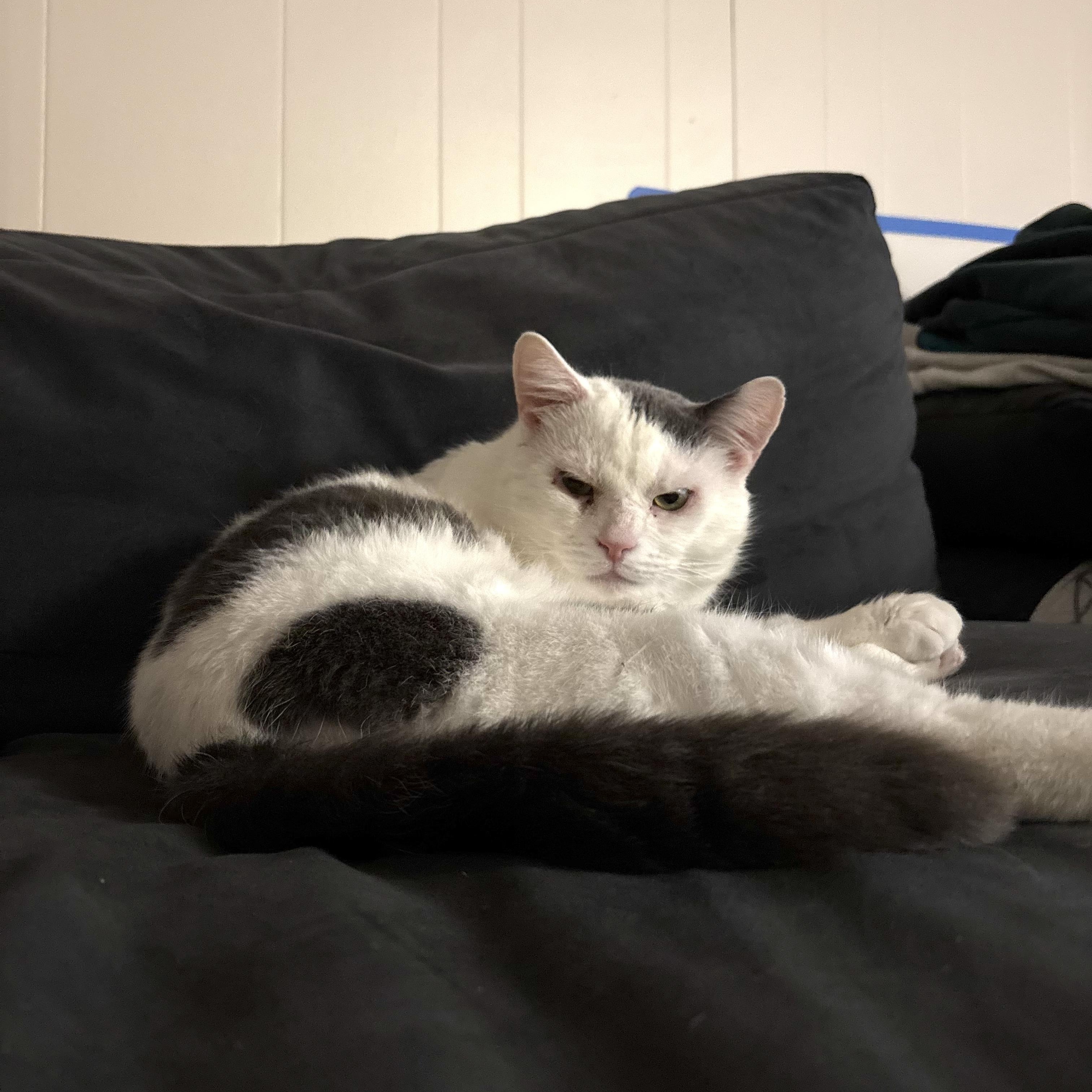 Enlarge Stuffing, a ADOPTABLE Domestic Short Hair in Flushing, NY image 3/6
