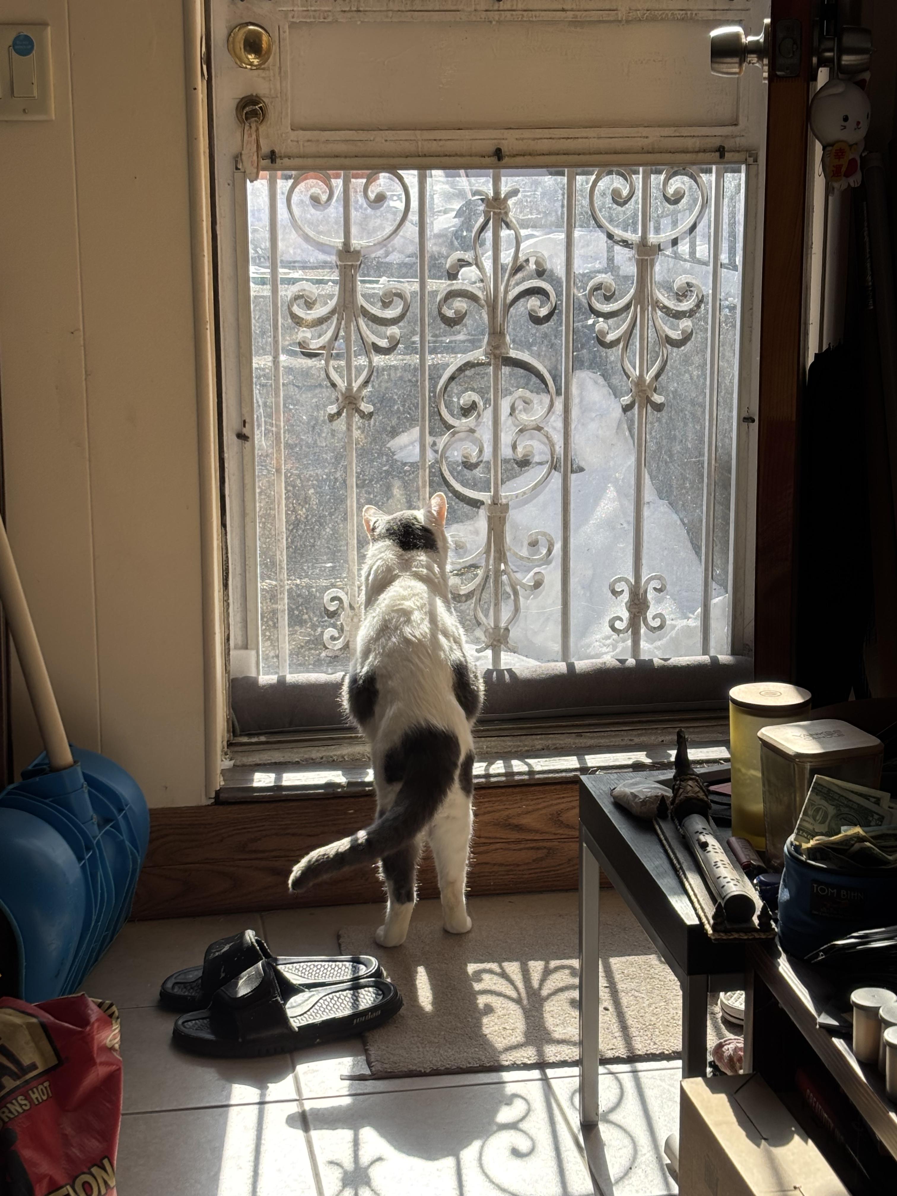 Enlarge Stuffing, a ADOPTABLE Domestic Short Hair in Flushing, NY image 5/6